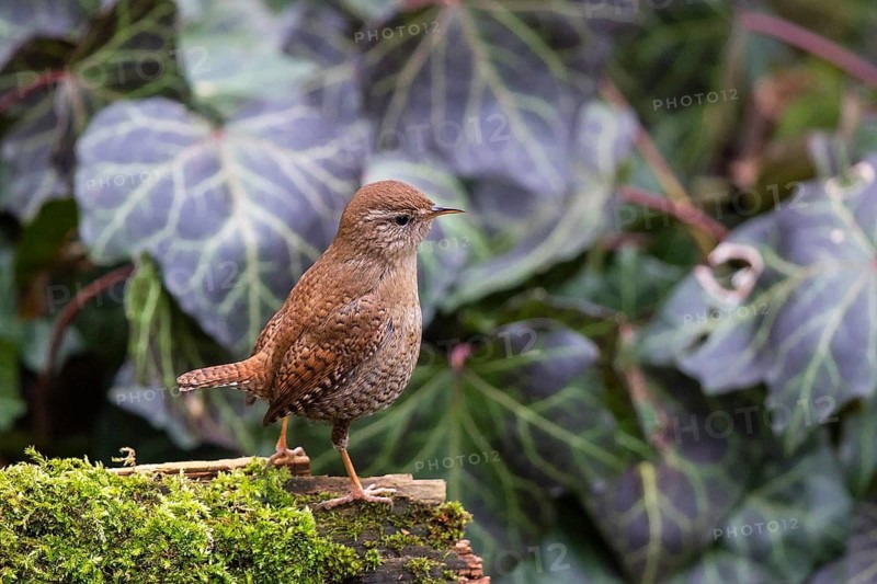Eurasian Wren (Troglodytes troglodytes), Bavaria, Germany