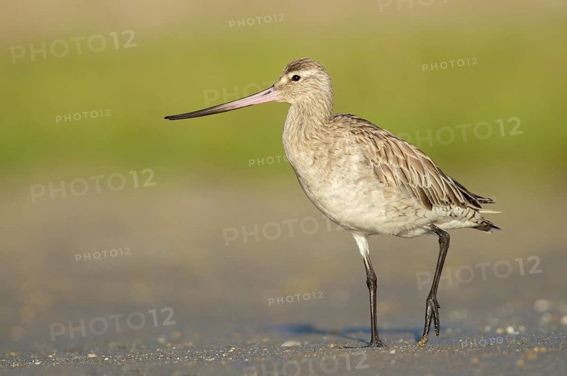 Bar-tailed Godwit (Limosa lapponica) foraging, Queensland, Australia