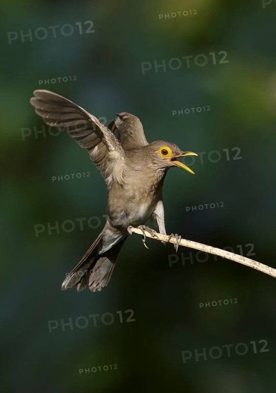Bare-eyed Thrush (Turdus tephronotus) calling, Trinidad and Tobago