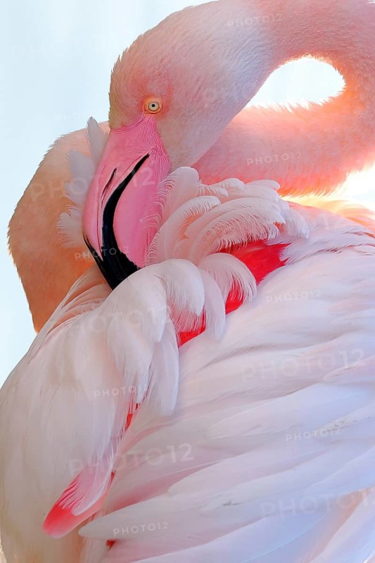 A close up of a pink flamingo highlighting its vibrant pink and white feathers. The gentle curves and delicate plumage exemplify the bird is graceful beauty on a white background