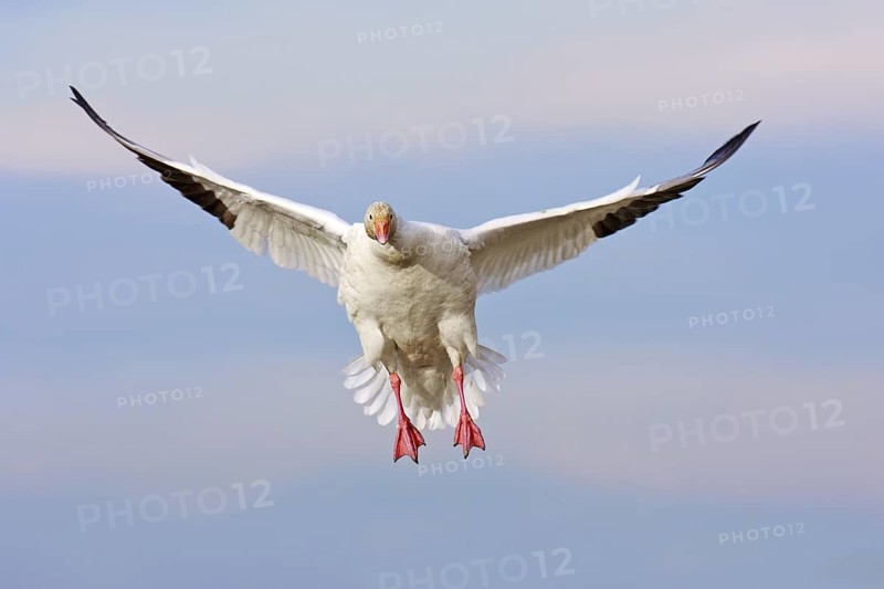 Snow Goose (Anser caerulescens) flying, British Columbia, Canada