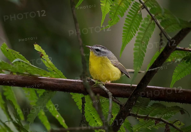 Golden-crowned Warbler (Basileuterus culicivorus), Atlantic rainforest, Brazil