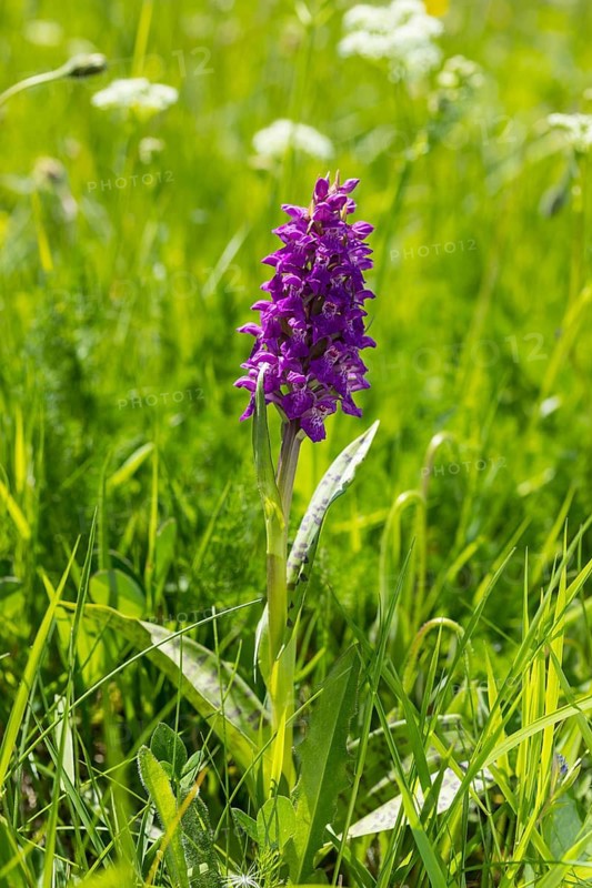 Western marsh orchid (Dactylorhiza majalis) in bloom on the Klengelwiese on the Geisingberg, mountain meadows in the Eastern Ore Mountains, Altenberg, Saxony, Germany