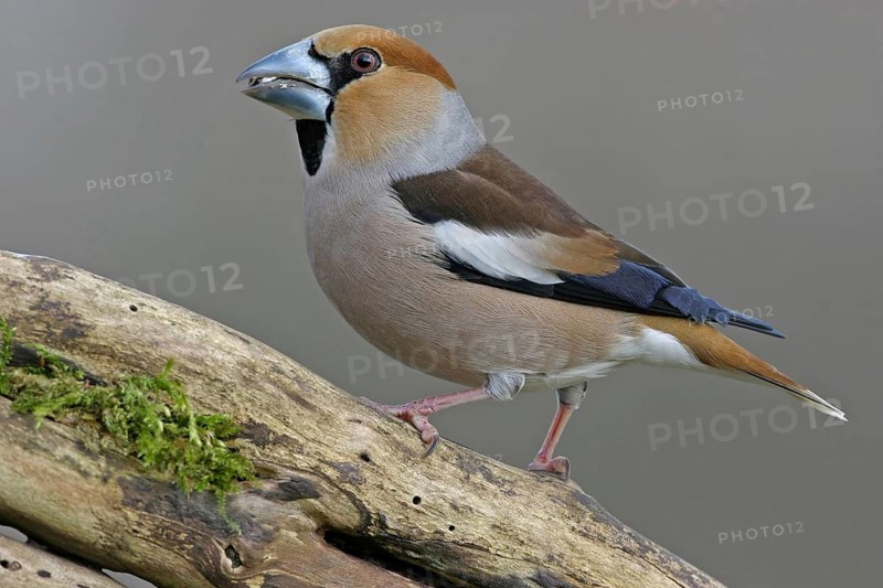 A hawfinch (Coccothraustes coccothraustes), Battenberg, Tiszaalp-r, Kiskuns-gi National Park, B-cs-Kiskun, Hungary