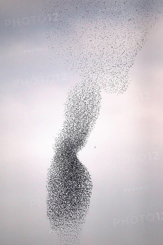 Common Starling (Sturnus vulgaris) huge flock flying in formation with Peregrine Falcon (Falco peregrinus), Rhineland-Palatinate, Germany