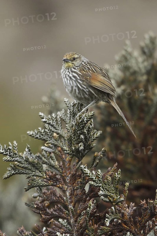 Many-striped Canastero (Asthenes flammulata), Ecuador