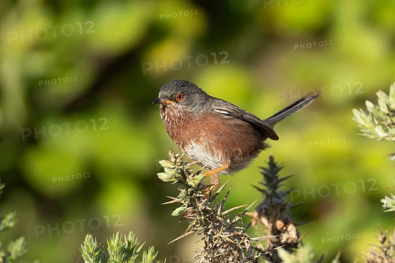 Dartford warbler (Sylvia undata) adult male bird on a Gorse bush branch, England, United Kingdom
