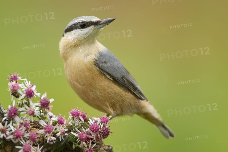 Eurasian Nuthatch (Sitta europaea), Rhineland-Palatinate, Germany