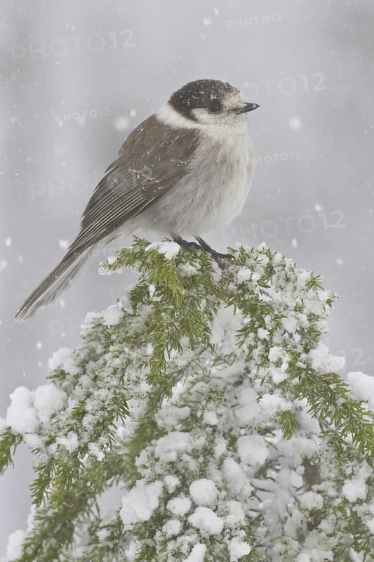 Grey Jay (Perisoreus canadensis), British Columbia, Canada