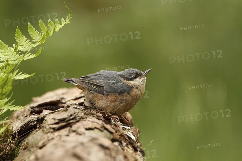 Eurasian Nuthatch (Sitta europaea) juvenile, Utrecht, Netherlands