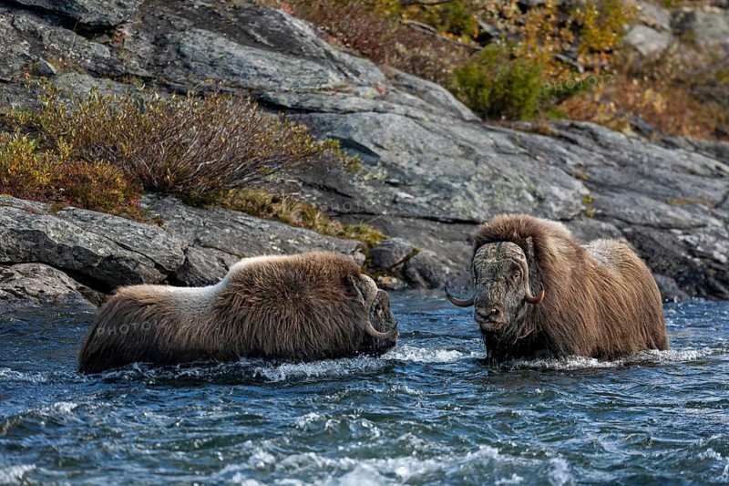 The strong current of the Svone does not seem to bother the musk ox bulls (Ovibos moschatus), current, autumn, Ruska, autumn colours, tundra landscape, Norway