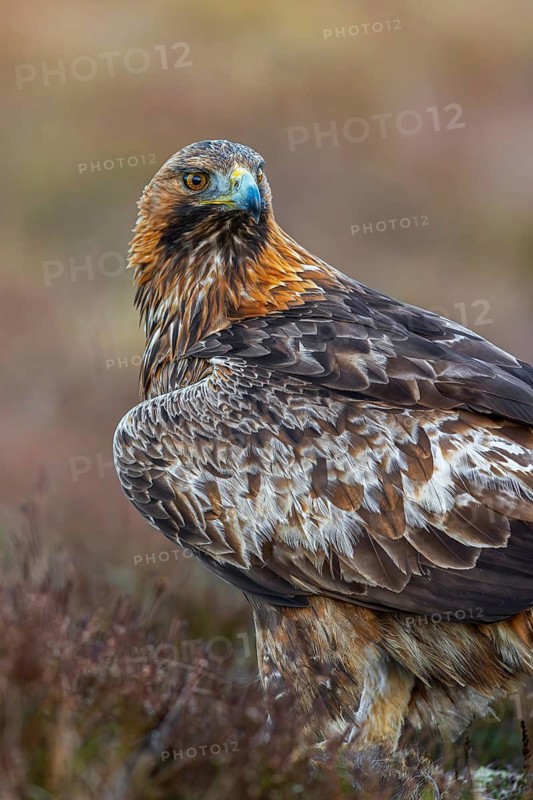 European golden eagle (Aquila chrysaetos chrysaetos) close-up portrait of adult sitting in moorland, heathland