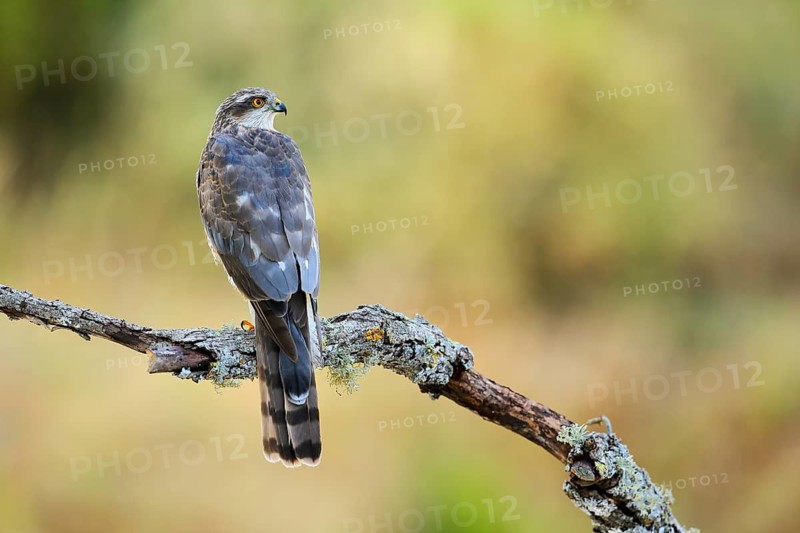 Eurasian Sparrowhawk (Accipiter nisus) male, Andalusia, Spain