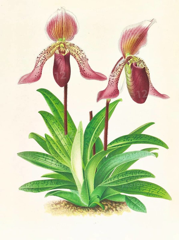 Orchid, Cypripedium fraseri, authentic reproduction of an illustration by Jean Jules Linden (1817 - 1898), Luxembourgish-Belgian botanist, one of the fathers of orchid research, Historical
