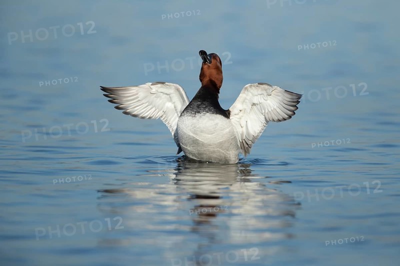 Common pochard (Aythya ferina) adult male duck stretching its wings on a lake, England, United Kingdom