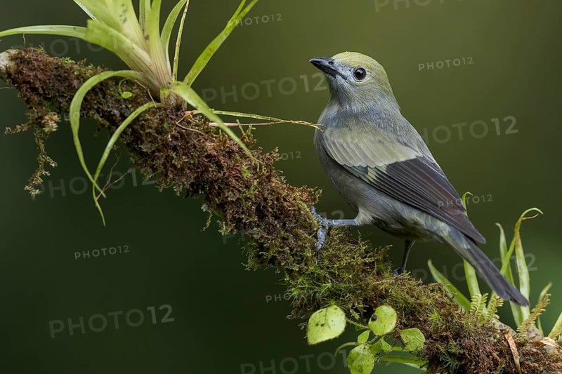 Palm Tanager (Thraupis palmarum) perched on a branch in Colombia, South America