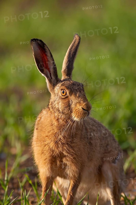 European brown hare (Lepus europaeus) adult animal portrait, Suffolk, England, United Kingdom