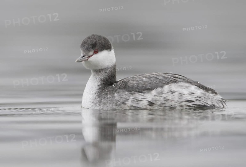 Horned Grebe (Podiceps auritus), California, USA