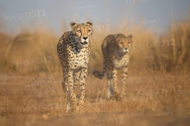 Cheetah (Acinonyx jubatus) two adult walking in grassland, Castile-La Mancha, Spain