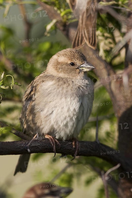 Spanish Sparrow - Weidensperling - Passer hispaniolensis ssp. transcaspicus, adult female, Turkey