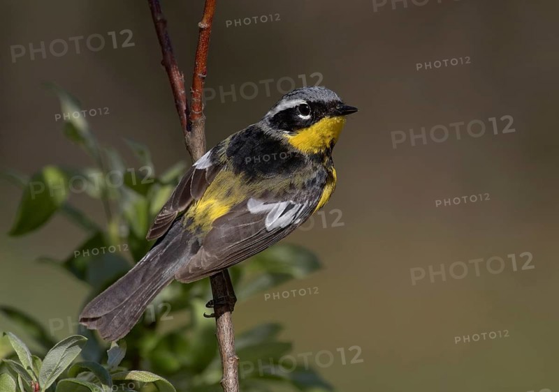 Magnolia Warbler (Setophaga magnolia), Michigan, USA