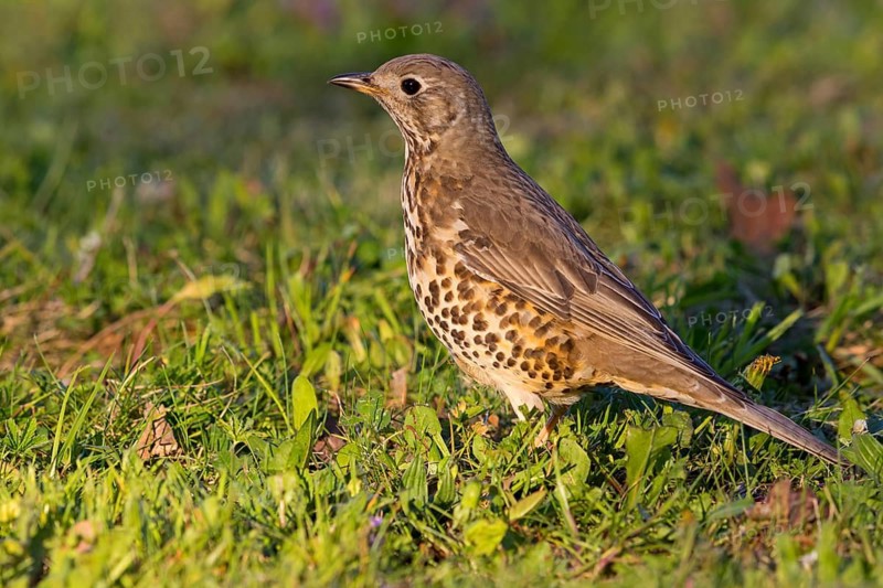 Misteldrossel, Mistle Thrush, Turdus viscivorus, Grive draine, Zorzal Charlo