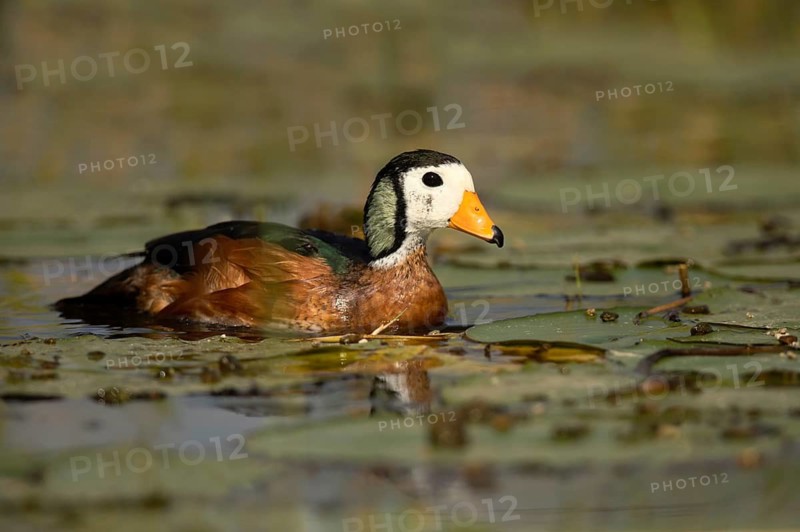 African Pygmy Goose (Nettapus auritus), Lake Hawassa, Ethiopia