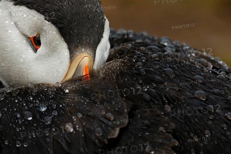 Atlantic Puffin (Fratercula arctica) in the rain, Wales, United Kingdom