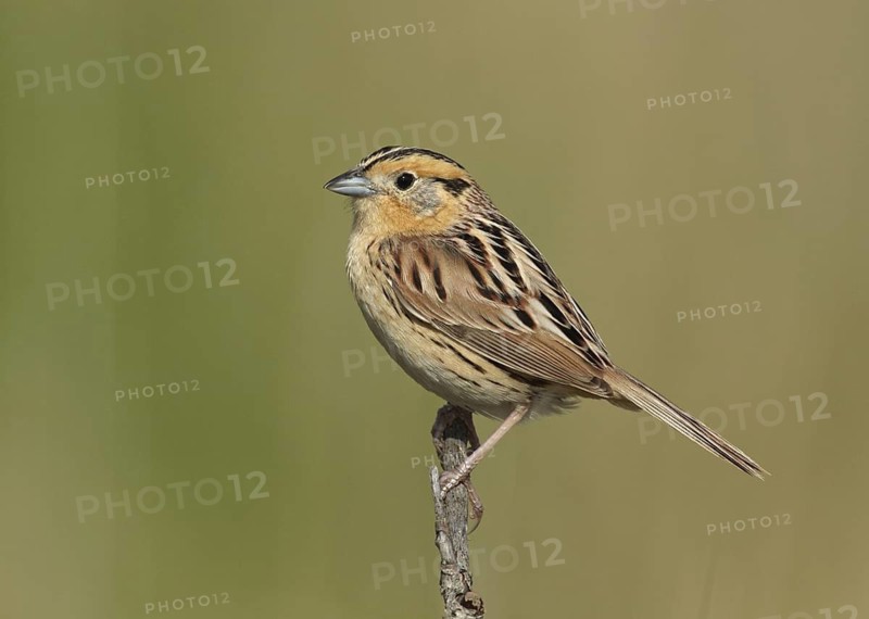 Le Conte's Sparrow (Ammodramus leconteii), Minnesota, USA