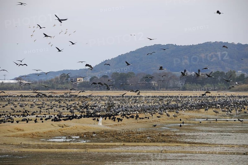 Hooded Crane (Grus monacha), Arasaki, Japan