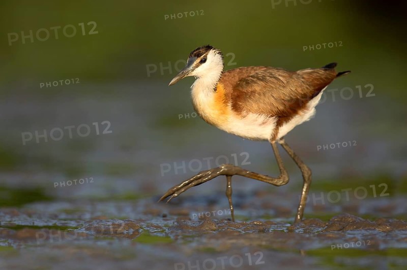 African Jacana (Actophilornis africanus) foraging, Lake Cheleleka, Ethiopia