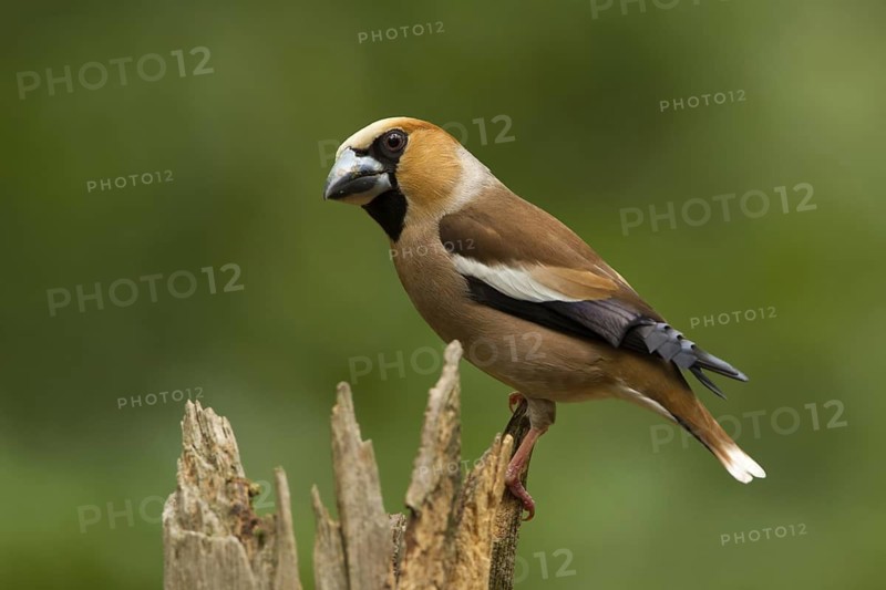 Hawfinch (Coccothraustes coccothraustes) male, Utrecht, Netherlands