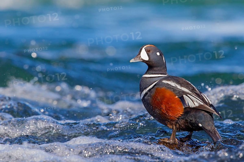 Ruffed Duck, (Histrionicus histrionicus), Animals, Birds, Ducks, Duck family, Male, Drake, Skútustaðir, Norðurland Eystra, Iceland