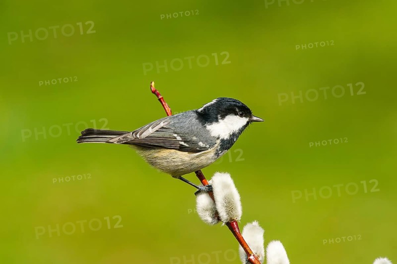 Pine Tit (Periparus ater) Coal Tit • Baden-Württemberg, Germany, Baden-Württemberg, Federal Republic of Germany