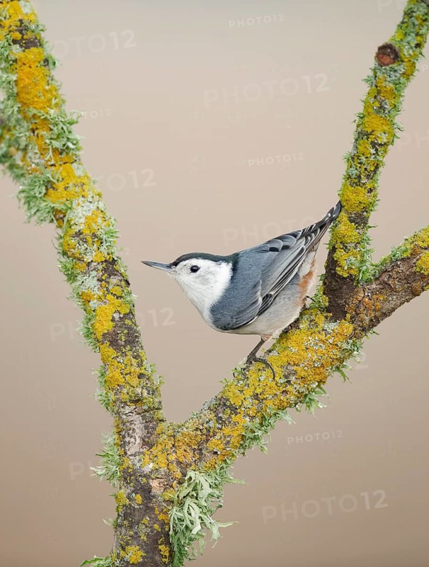White-breasted Nuthatch (Sitta carolinensis), California, USA