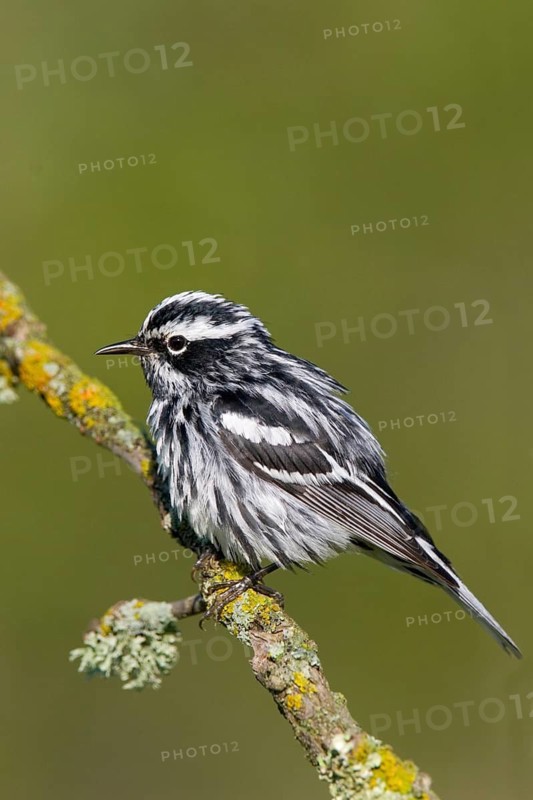 Black-and-white Warbler Mniotilta varia Tamarack, Aitkin County, Minnesota, USA 24 June Adult Male Paurilidae