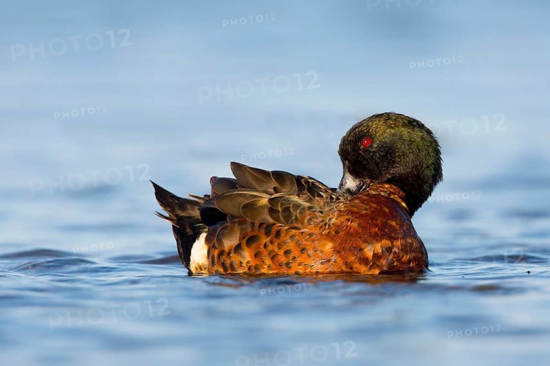 Chestnut Teal (Anas castanea) male preening, Victoria, Australia