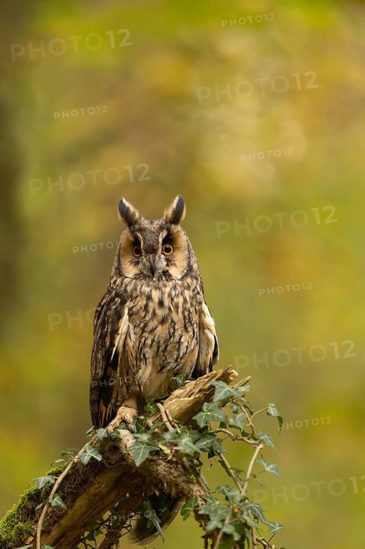 Long-eared Owl (Asio otus) captive, Baden-Wuerttemberg, Germany