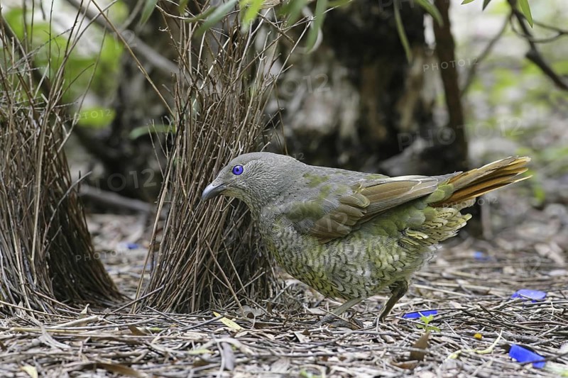 Satin Bowerbird (Ptilonorhynchus violaceus) juvenile male, Canberra, Australia
