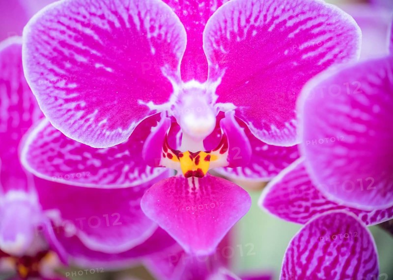 A detailed close-up image capturing the striking beauty of a Purple Phalaenopsis Orchid, highlighting its vivid pink petals and unique yellow patterns