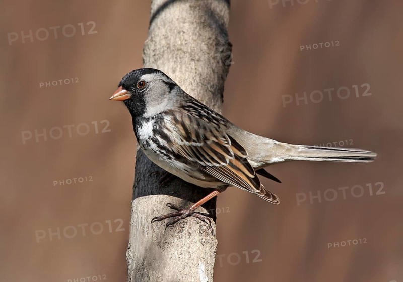 Harris's Sparrow, Zonotrichia querula, perched on a branch, in Saskatchewan, Canada