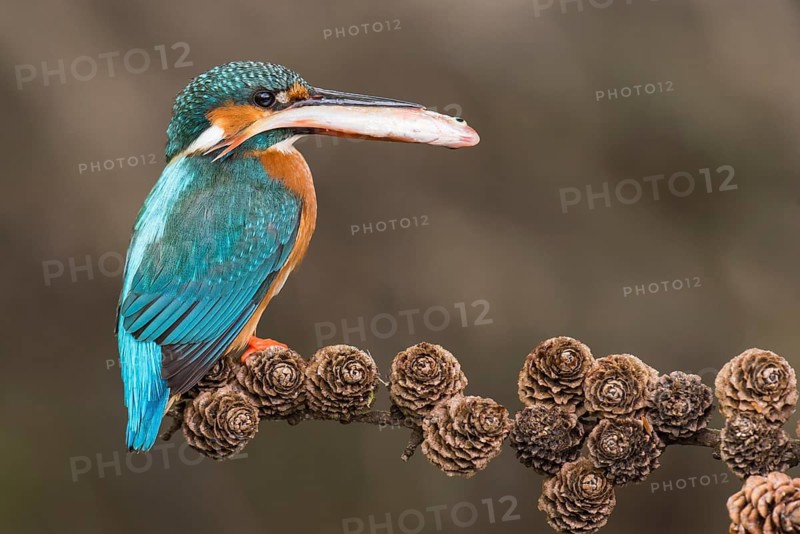 Common Kingfisher (Alcedo atthis) female perched on a branch with a fish in its beak, Lower Saxony, Germany