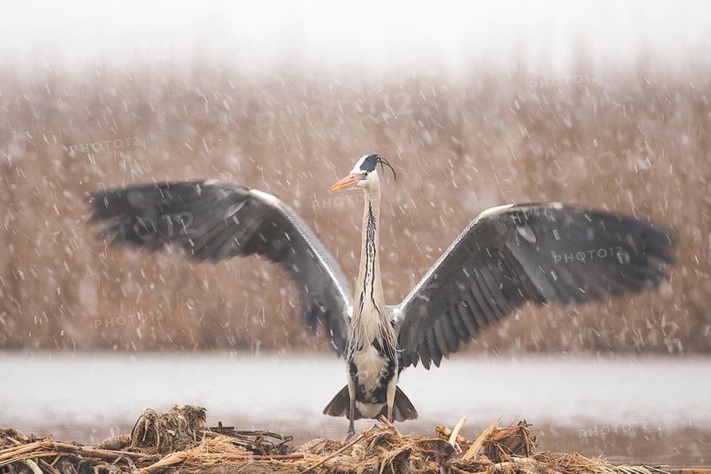 Grey Heron (Ardea cinerea) in snow drift, Subotica, Serbia