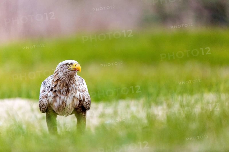 White-tailed Eagle (Haliaeetus albicilla) on ground, Romania