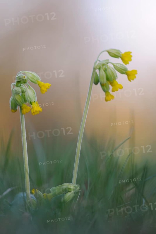 Cowslip Primrose (Primula veris) flowering, North Rhine-Westphalia, Germany