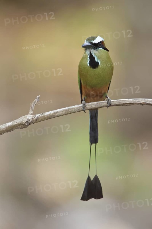 Turquoise-browed Motmot (Eumomota superciliosa) perched on a branch in Costa Rica, Central America