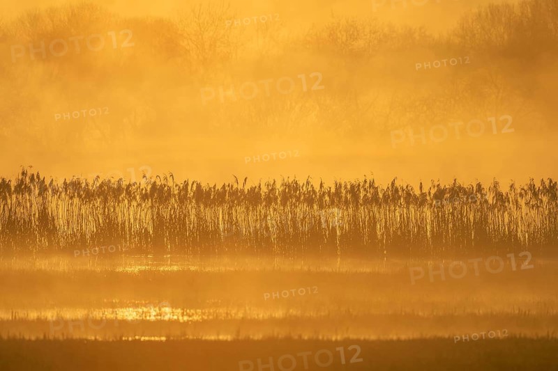 Swamp is visible during a gloomy morning. Golden light illuminates the plants. The landscape shows distant trees and calm water. Muttersholtz, Bas Rhin, Alsace, France