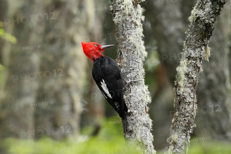 Magellanic Woodpecker (Campephilus magellanicus)