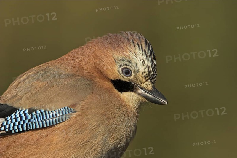 Eurasian Jay (Garrulus glandarius), Rhineland-Palatinate, Germany