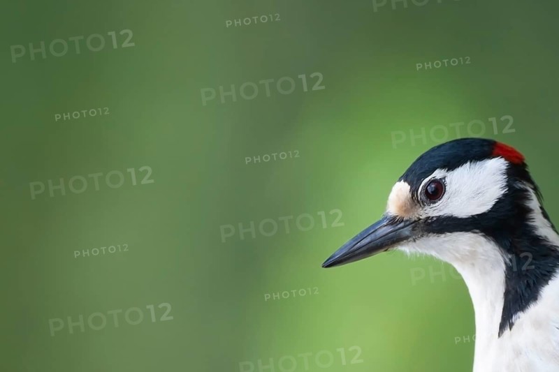 Great spotted woodpecker (Dendrocopos major) adult bird head portrait, Finland